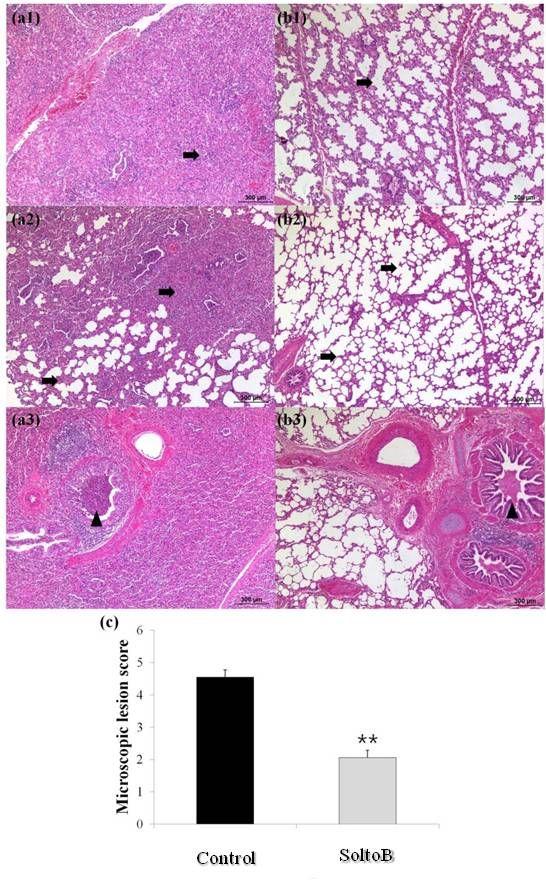 Figure 35. Histopathological features of lung tissue samples and microscopic lesion score in challenged calves.