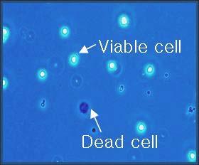) 세포수산정 (Cell count 법 ) 및세포생존율 (cell viability) 검사 세포부유액 (cell suspension) ul 를 Trypan blue(gibco, # -AG) ul 와섞 은후그중 ul 만을취해혈구계산판 (Haemacytometer) 과 cover glass 사이의 공간으로기포가생기지않도록살며시스며들게한다.