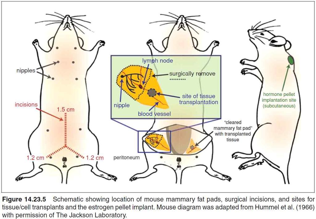 Mammary Fat Pad of Mouse Current