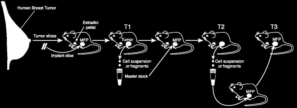 Derivation of PDX models of human