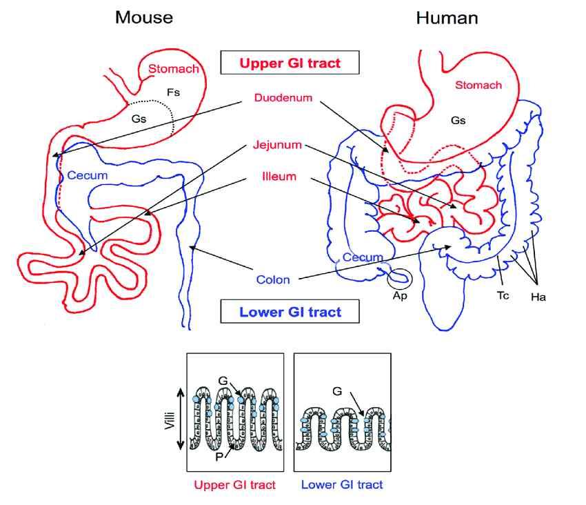 Mouse and human