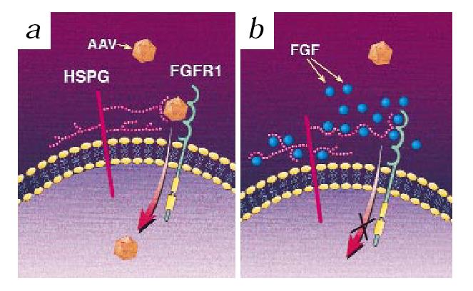 Fig. 2. A model for the role of cell surface heparan sulfate proteoglycan (HSPG) and fibroblast growth factor receptor 1 (FGFR1) in mediating AAV binding and entry into the host cell.