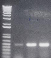1 2 3 1 2 3 α v integrin GAPDH Fig. 9. RT-PCR analysis α V integrin of RNA in control and trichostatintreated cells.