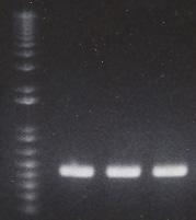 Total RNA was isolated and RT-PCR was performed as described in materials and methods using GAPDH as an internal control. 1. Mock- treated control 2.