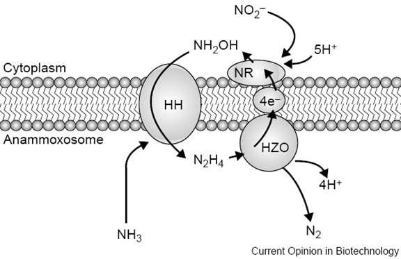 Figure 1. Metabolic Pathway for anammox bacteria. HH: Hydrazine hydrolase; HZO: Hydrazine oxidizing enzyme; NR: Nitrite reducing enzyme The optimal anammox activity of a ph range between 7.0 and 8.