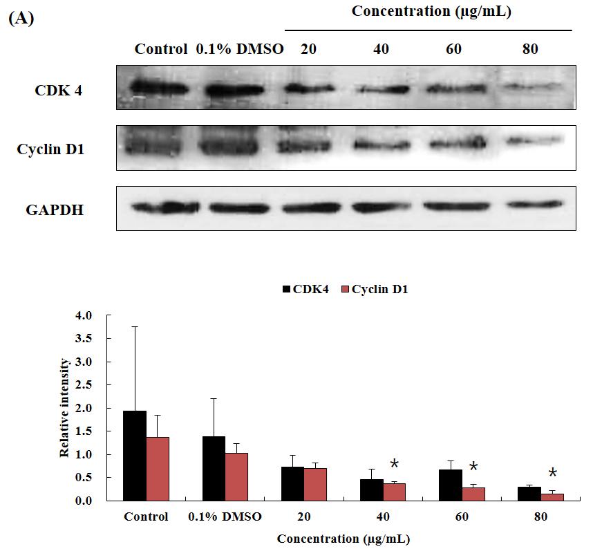 한방안이비인후피부과학회지 제32권 제4호(2019년 11월) Fig. 4. Effect of OJEF Treatment on Protein Expression of CDK4 and Cyclin D1 in A375 Cells The cells were treated with the indicated concentration(0, 0.