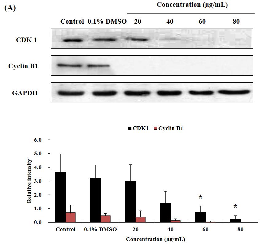 Effect of OJEF Treatment on Protein Expression of CDK1 and Cyclin B1 in A375 Cells The cells were treated with the indicated concentration(0, 0.