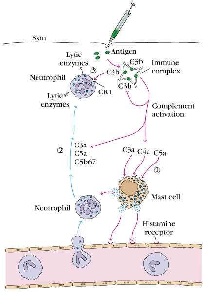 Immune Complex-mediated (TypeⅢ)Hypersensitivity - 일반적으로항원과항체가 complex를이루면 phagocytic cell들에의해항원을 clearance 하는역할을하지만때로는 tissue-damage를일으키는 Type III hypersensitivity reaction을유발한다.