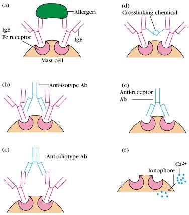 b Mechanism of IgE-mediated degranulation (mast cell을예로하여 degranulation mechanims을설명 ) receptor ⅰ) Receptor Crosslinkage - Allogen이 IgE에 crosslinkage 를이루어 allogen-ige가 mast cell의