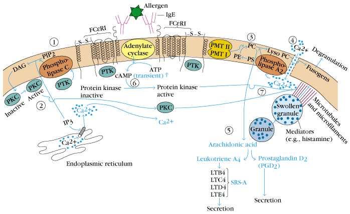 그림 : Schematic diagrams of mechanisms that can trigger degranulation of mast cell.