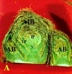 Ⅲ. 과수에서의연구분야예시 9/23 Sound axillary bud (A) and main bud necrosis of axillary bud (B) in