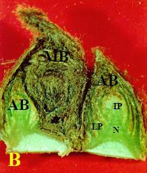AB, accessory bud; IP, inflorescence primodium; LP, leaf primodium; MB, main bud, N, node.