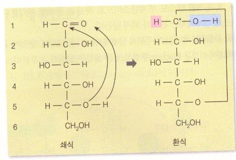 헤미아세틸고리구조 : 알데하이드기 (CHO) 나케톤기 (CO) 는수산기 (OH)