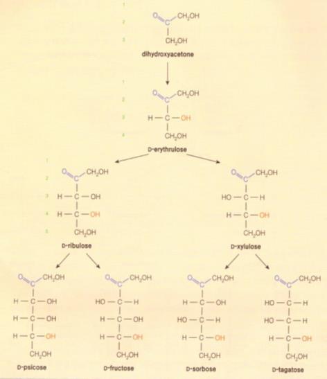 케토오스에서의 L 형또는 D 형 에리쓰룰로스 (erythrulose) 를기준으로케톤 (-C=O-) 기로부터 기준탄소 에 -OH