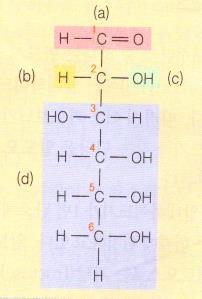 포도당의부제탄소 : 부재탄소수가 n 개있으면가능한입체이성질체의수는 2 n 개가된다 (glucose = 2 4 =16 종 vs. fructose = 2 3 = 8 종 ) glucose 의부재탄소는?