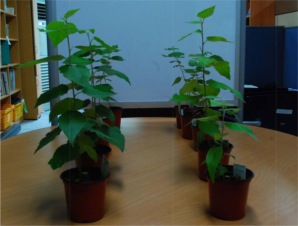 Solji Lee et al.: Photosynthetic Responses of Populus alba glandulosa to Elevated CO 2 Concentration... 23 CO 2 확산과루비스코 (rubisco) 의탄소고정반응을촉진시켜, 광합성능력과생장을증대시킨다 (Kim and Lee, 2001c).