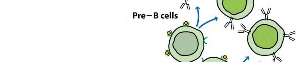 stem cell progenitor