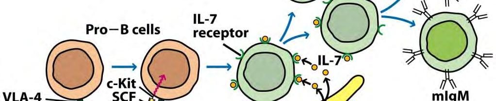 B-cell (pre-b) matured