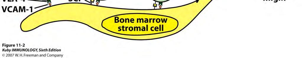 -Stem cell 에서 pre-b cell