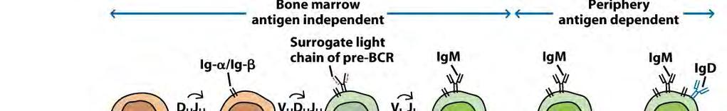 - B cell maturation 과정은 Ig-gene rearrangement