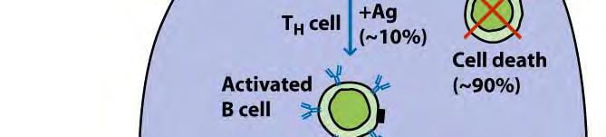 mature B cell 들은 생존