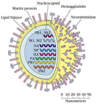 B) Influenza - Infect through upper respiratory tract - 전세계적으로아주빈번히발생한다.