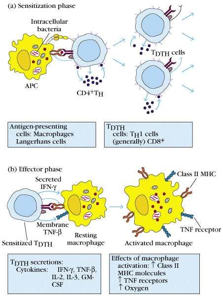 - Intracellular bacteria에서는 innate immunity는별로효과를나타내지못한다. - Intracellular bacteria는 NK cell을 activation시켜초기면역에대처하고그후 DTH의 CMI를유도한다.