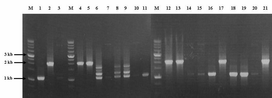 는 integron 내에 PCR band가발견되지않았고, 3 균주는여러 band와 DNA 증폭이약하게되어염기서열분석을할수없었다 (Fig. ). Integron 내 gene cassette 에대한염기서열분석결과 PCR 산물이약 2 kb 크기인 7 균주중에서 5 균주 (S. Enteritidis PT, RDNC, DT90, S. Sinstorf, S.