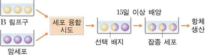 2) 세포융합 : 서로다른두종의세포를융합시켜두생물의특징을모두갖는새로운생물을만드는기 술이다.