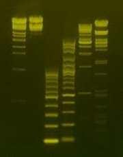 DNA staining dye 1) EtBr EtBr은실험실에서많이사용되는대표적인 staining dye로써, 얇은판모양의고리화합물로, DNA