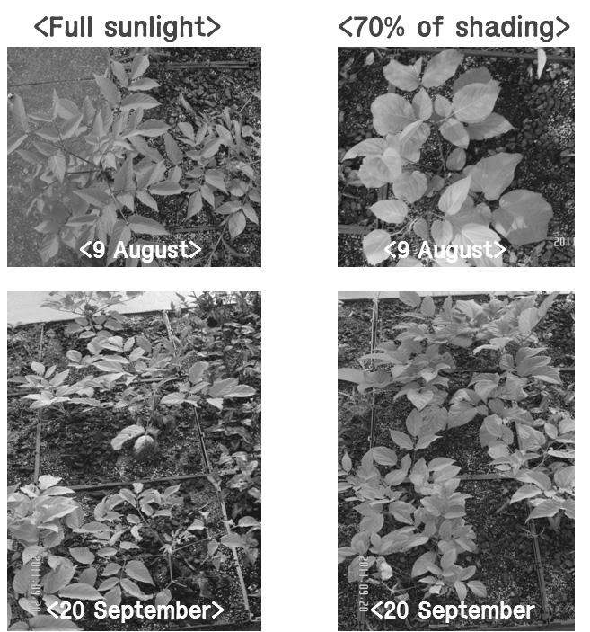 Shoot growth of Aralia cordata and Saururus chinensis on the  한 Hong