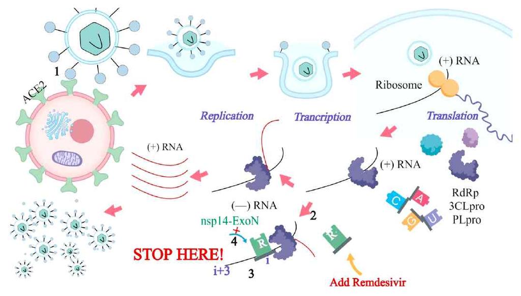 3/6 1. SARS-CoV-2는 S 단백질을세포표면의 ACE2 수용체에결합함으로써타겟세포내로침입한다. 2. 뉴클레오시드유사체인렘데시비르는바이러스의 RNA 중합효소 (RdRp) 억제제로작용해서 RNA 복제를막는다. 3.
