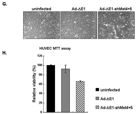 Figure 20. Effects of Ads expressing c-met-specific shrna in endothelial cell functions. (A) Reduced c-met expression down regulates VEGF expression.