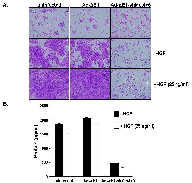 HGF in U343 cell proliferation. After 24 hours Ad infection, serum free media with or without HGF/SF of 25ng/ml was added to cells and the effects of c- Met inhibition were tested.