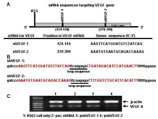 pshvegf-2 potently suppressed the expression of VEGF mrna (> 80%) compared with pshvegf-1 or control plasmid, psc-shrna.
