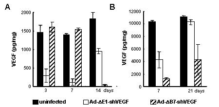 Figure 8. Time-course and magnitude of the VEGF gene silencing effect of Ad- E1-shVEGF or Ad- B7-shVEGF Ad.
