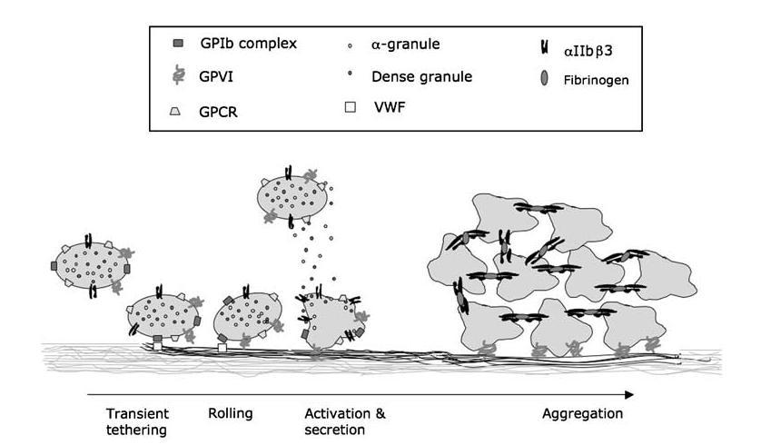 Figure 2. Platelet thrombus formation (Ref. Barrett N.E. et al.