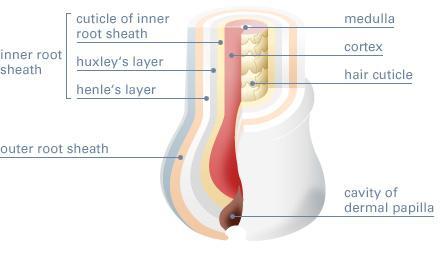 모낭 ( Hair follicle) 1. 하부 : 모낭의기저부에서기모근이부착된부위까지 2. 협부 : 기모근이부착된부위부터피지선관의입구까지 3.