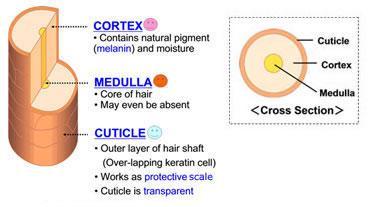 2. 모간부 : 두피밖으로나온부분 =>cuticle, cortex, medulla 로구성 1)Hair cuticle( 모표피 ): 큐티클층도 3단계로구성
