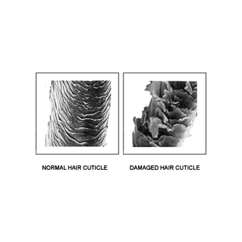 결합을절단하는화학약품에약함 - endocuticle: 양면테이프와같이인접한모표피와밀착시키는역할 2)Hair cortex( 모피질 ) -Cortical cell( 피질세포
