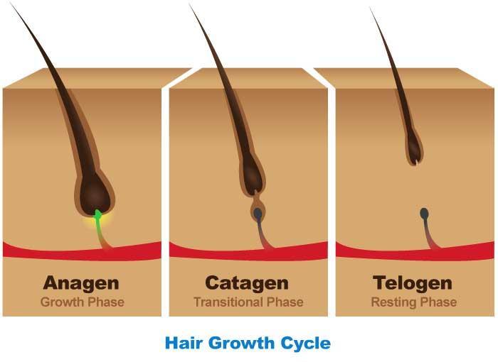 Hair growth cycle 1) 성장기 (Anagen stage): 하루에 0.2~0.