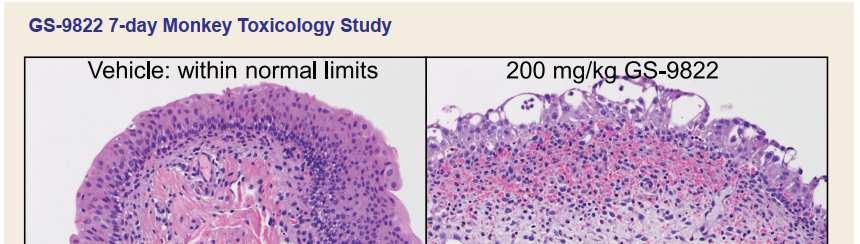 STP0404 (AIDS 치료제 ) 차별성분석 : GS-9822 와비교