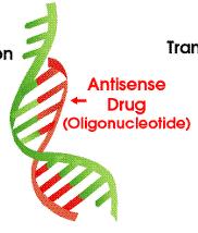 Oligonucleotide: 올리고핵산치료제 올리고핵산치료제 (Oligonucleotide) 생체내에서 DNA, RNA 와직접적으로결합, 질병과관련된단백질을차단 질병을원천적으로치료하는새로운패러다임의치료제 2006 년 RNAi