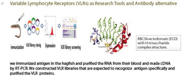 Robert J. Lefkowitz, Brian K. Kobilka G-protein coupled receptor (GPCR).