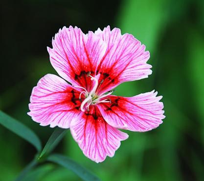 . 꽃은양성화로 6 8 월에피고가지끝에 1 개씩달리며붉은색이다. 꽃받침은 5 개로갈라지고밑은원통형이다.
