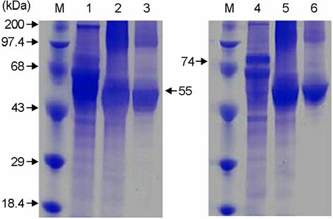 104 김지영, 초가기, 박종현, 서상희, 박창식, 김명철, 전무형 Figure 4. SDS-PAGE patterns of F and HN proteins in COS-7 cell transfected with pslia-tsf and pslia-tshn plasmids.