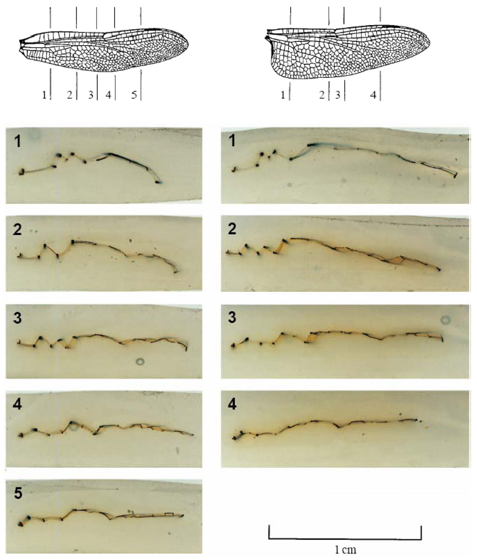Fig. 6. Three-dimensional vortical structures and induced velocity fields around a modeled fruit fly wing (near the end of midstroke). [17] 으로부터 멀어져 날개의 양력을 급격하게 감소시키는 실속 (stall)을 일으킨다.