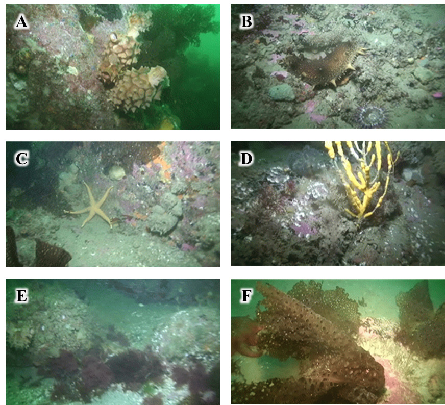 Y.W. Oh et al. / Ecol. Resil. Infrastruct. (2015) 2(1): 064-079 77 Fig. 15. Benthic species on the sea cucumber habitat in Uljin. A: Halocynthia sp., B: Sea anemone sp., C: Asteroidea sp.