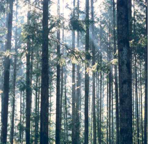 2 산림과학원 산림정책 광릉숲 임목축적, 우리나라 평균의 두배 우리가 가꾸어 나갈 우리 숲의 청사진 - 산림청 국립산림과학원 광릉 숲의 ha당 임목축적은 278m3로 우리나라 평균의 2.2배에 달하며, 가장 많은 수종은 소나무와 졸참나무라고 밝힘.