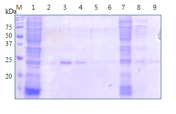 (b) Purification of Chxyn by Ni-NTA affinity column chromatography. Lane M, molecular standard marker; 1,crude fraction of pet28a-chxyn; 2-6, elution fraction; 7-9, washing fraction.
